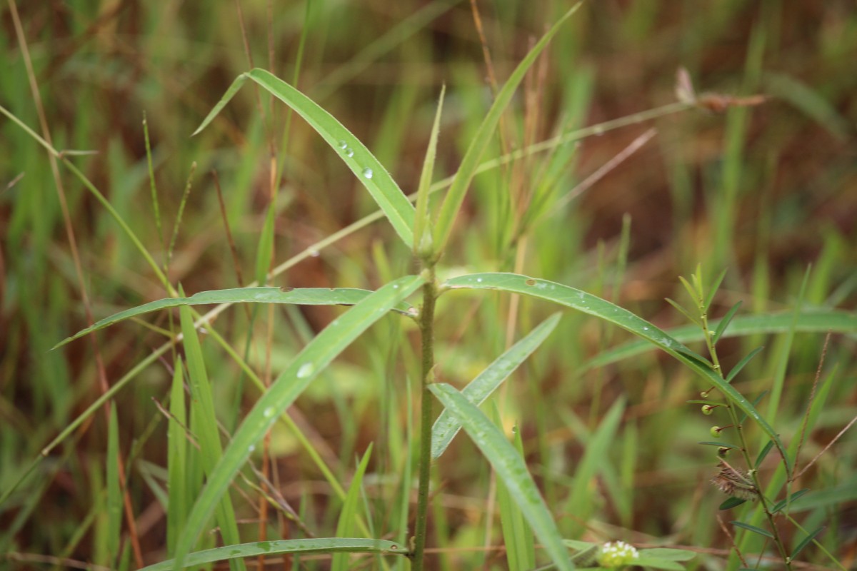 Crotalaria calycina Schrank